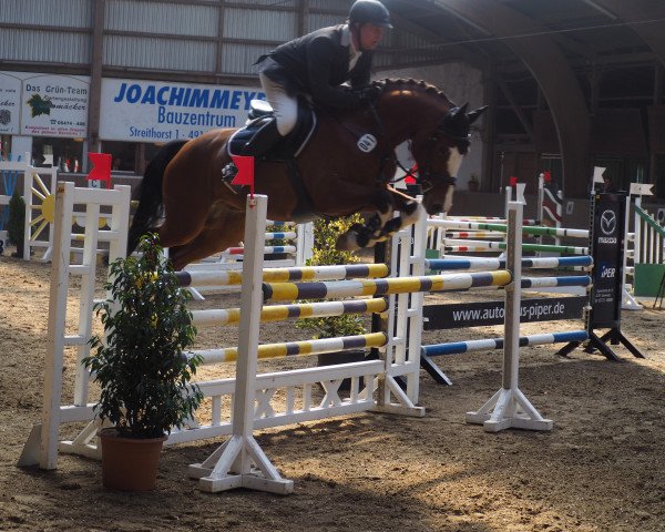 jumper Cafe's Piano (Oldenburg show jumper, 2012, from Cafe au lait 2)