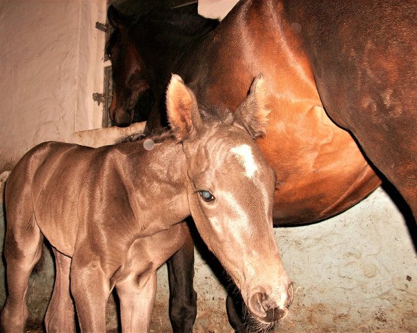 horse Dark Ruby (Hanoverian, 2018, from Dostojewski)