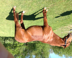 Dressurpferd Andy W (Hessisches Warmblut, 2000, von Akteur)