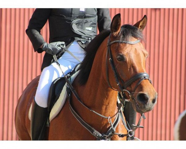horse Amenda N (German Riding Pony, 2001, from Mac Geyver)