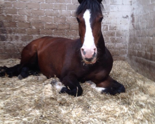 dressage horse Dolce Diva (Hanoverian, 2003, from Don Larino 171 FIN)