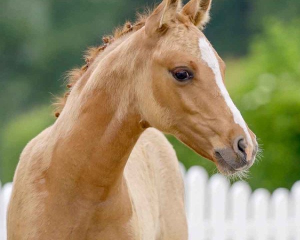 horse Goldträumer T (German Riding Pony, 2021, from Global Champion WE)