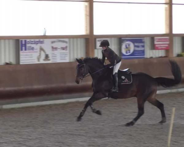 Reitturnier Dettingen 2018