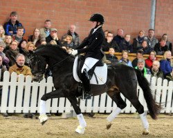 Deckhengst Abramowitsch (Deutsches Reitpony, 2015, von A new Star)