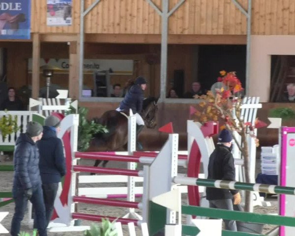 Reitturnier Dettingen 2018