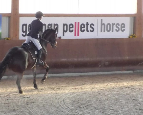 Reitturnier Dettingen 2018