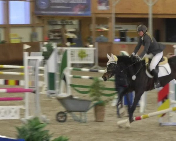 Reitturnier Dettingen 2018