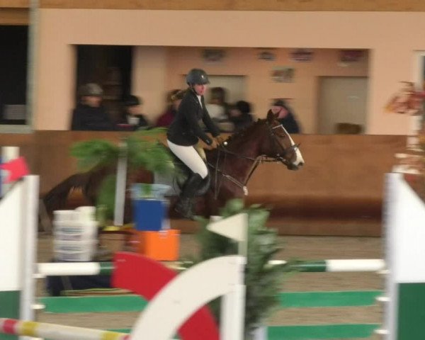 Reitturnier Dettingen 2018