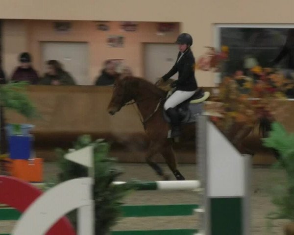 Reitturnier Dettingen 2018
