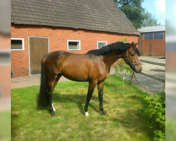 horse Lomitas (German Riding Pony, 2014, from Laudatio)