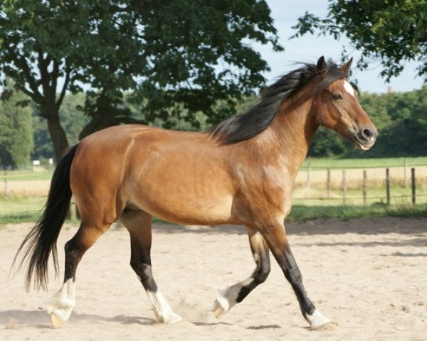broodmare Cilla 3308 (Welsh-Cob (Sek. C), 1984, from Frenin)