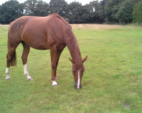 broodmare Waldrose (Oldenburg, 2009, from Detroit)