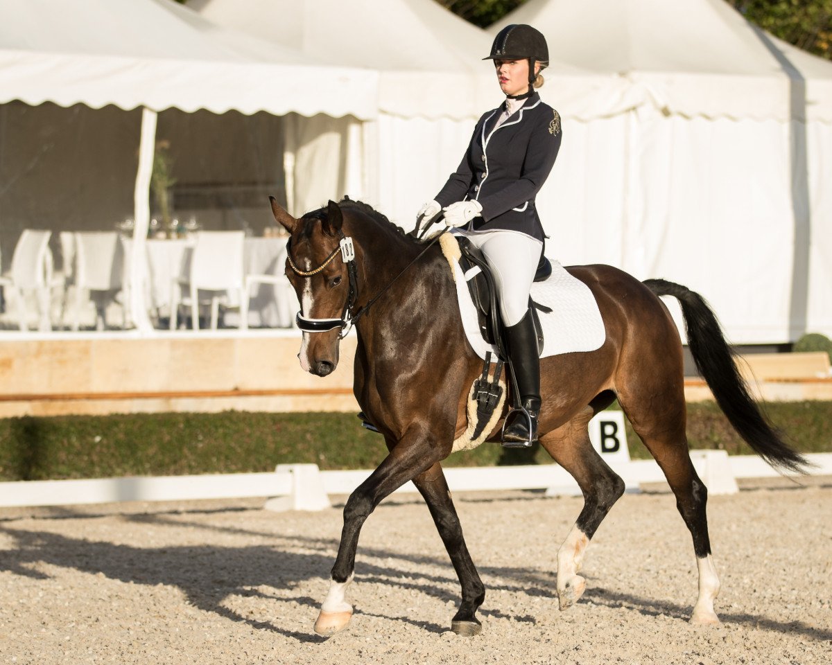 dressage horse Ehrendorf's Escada (Westphalian, 2008, from Ehrendorf)