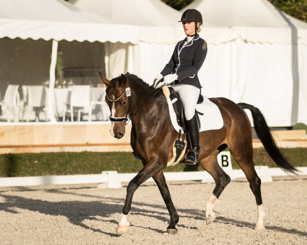 dressage horse Ehrendorf's Escada (Westphalian, 2008, from Ehrendorf)