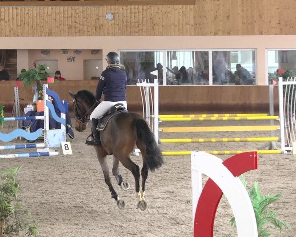 Reitturnier Dettingen 2018