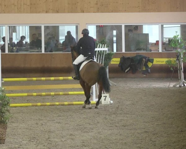 Reitturnier Dettingen 2018