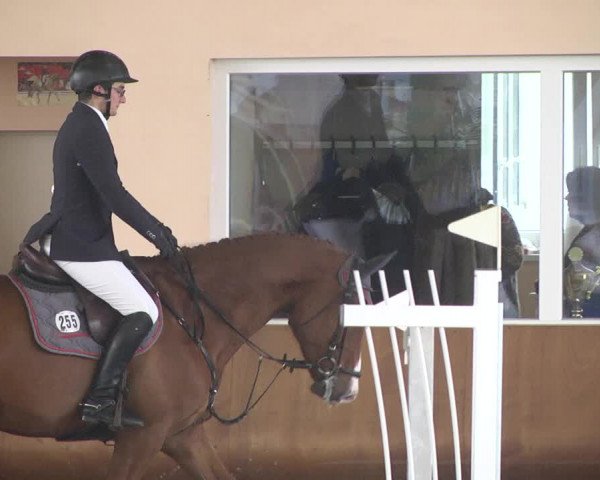 Reitturnier Dettingen 2018
