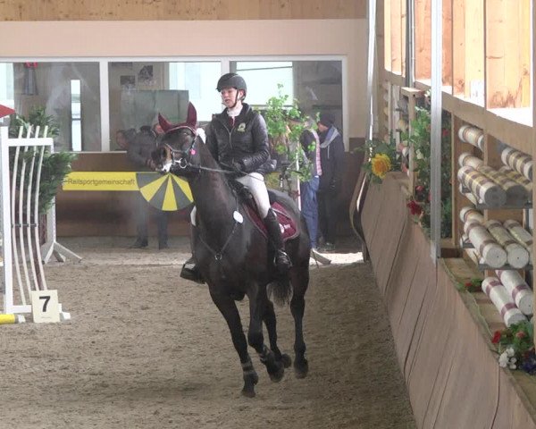 Reitturnier Dettingen 2018