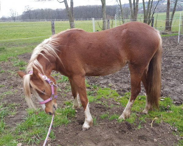horse Red Lilly (Welsh-Pony (Section B), 2016, from Störtebeker Dorkas)