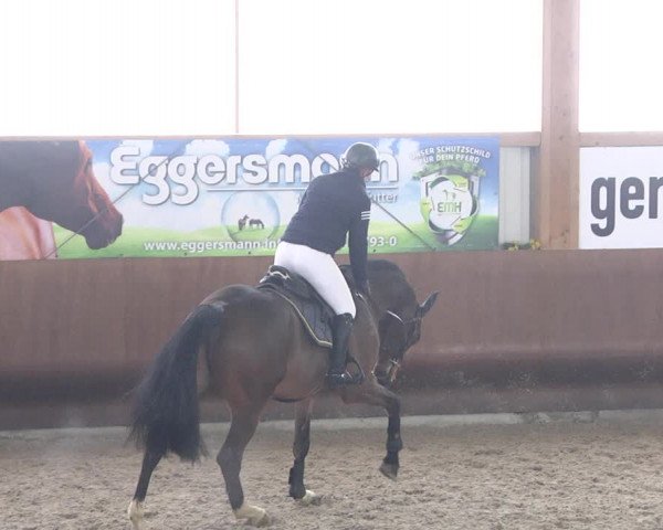 Reitturnier Dettingen 2018