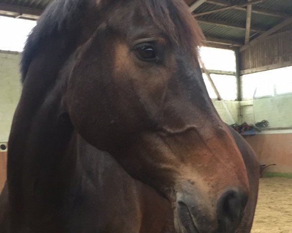 dressage horse Qualidor 4 (Holsteiner, 2011, from Quality 9)