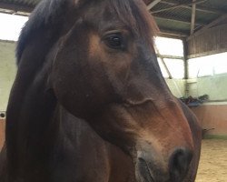 dressage horse Qualidor 4 (Holsteiner, 2011, from Quality 9)