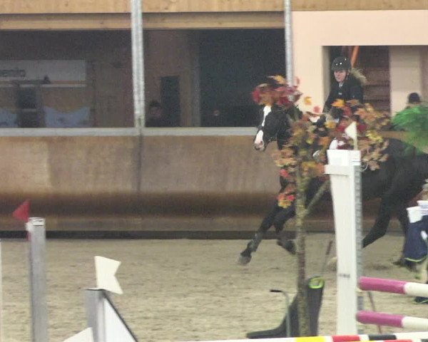 Reitturnier Dettingen 2018