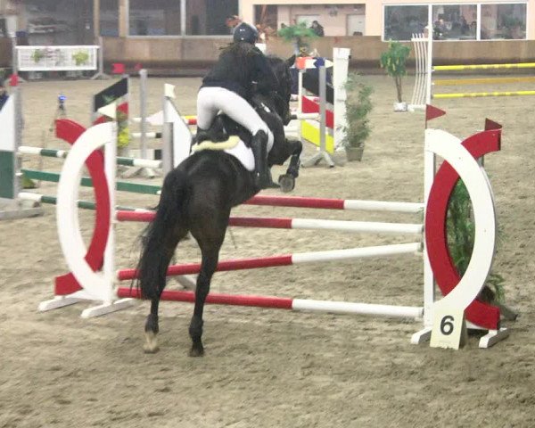 Reitturnier Dettingen 2018