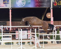 stallion Picasso van de Veldstraat (Belgian Warmblood, 2015, from Toulon)