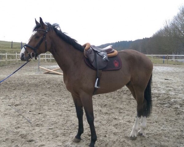 jumper Lyjanero's Lord (Oldenburg, 2014, from Lyjanero) jumper Lyjanero's Lord (Oldenburg, 2014, from Lyjanero)