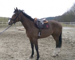 jumper Lyjanero's Lord (Oldenburg, 2014, from Lyjanero)