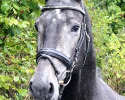 jumper Con Chicco (Hanoverian, 2009, from Casillas 2)