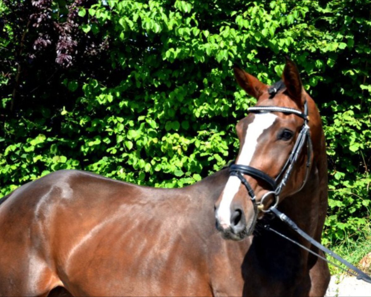 jumper For Quintana H (Hanoverian, 2012, from For Pleasure)