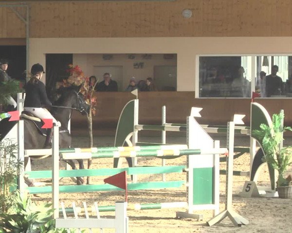 Reitturnier Dettingen 2018