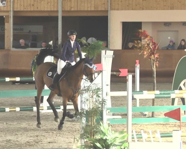 Reitturnier Dettingen 2018