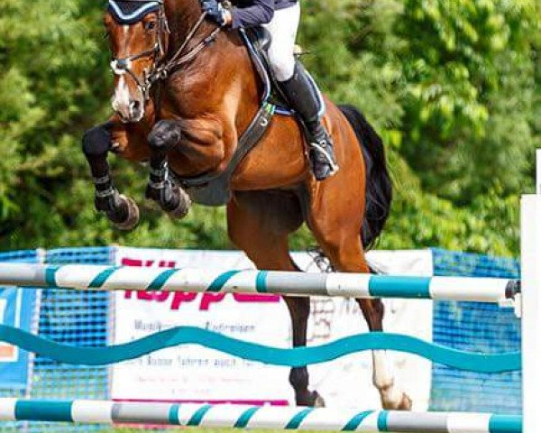 Springpferd Carlo 406 (Holsteiner, 2008, von Ab 19 Chepetto)