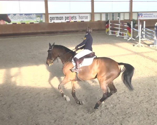 Reitturnier Dettingen 2018