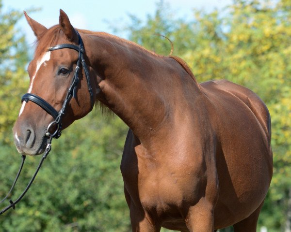 Zuchtstute K Tünde (Ungarisches Warmblut, 2008, von Leonce)