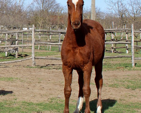 Pferd Dzsem (Ungarisches Warmblut, 2017, von Cassilano)