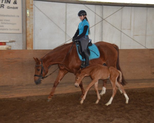 broodmare Elfensturm (Trakehner, 2012, from Perechlest)