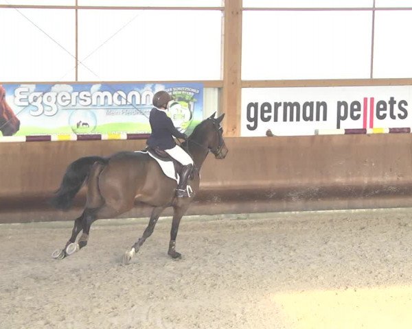 Reitturnier Dettingen 2018
