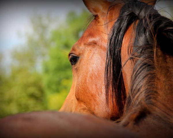 stallion Al-Hattal al-Kabir (Arabian purebred, 2015, from Kanz Al Bidayer ox)