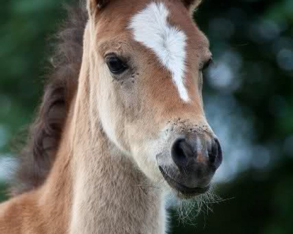 Dressurpferd Special Agent Loverboy (Deutsches Reitpony, 2010, von Spring Star's Spirit)