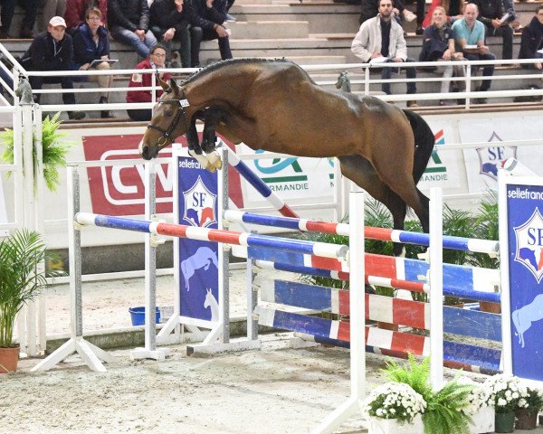 stallion Falcone Rouge (Selle Français, 2015, from Tyrol Rouge) stallion Falcone Rouge (Selle Français, 2015, from Tyrol Rouge)