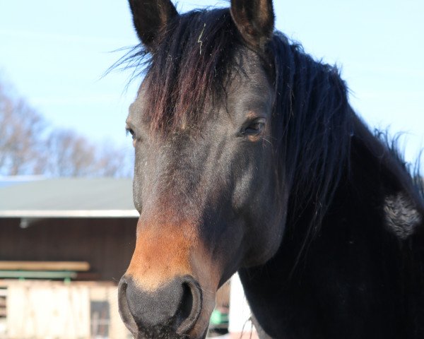 broodmare Camue (German Warmblood, 2009, from Accusé)