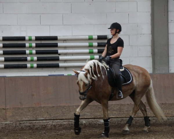 Pferd Neuf (Haflinger, 2012, von Nihilist)