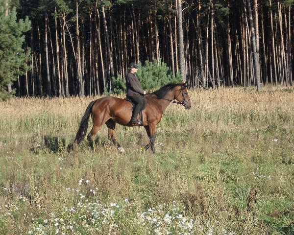 broodmare Luzie (Trakehner, 2009, from Perechlest)