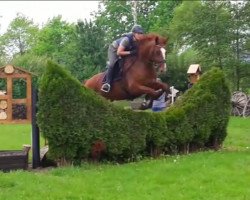 jumper Sir Seidon G (Westphalian, 2011, from Swarovski)