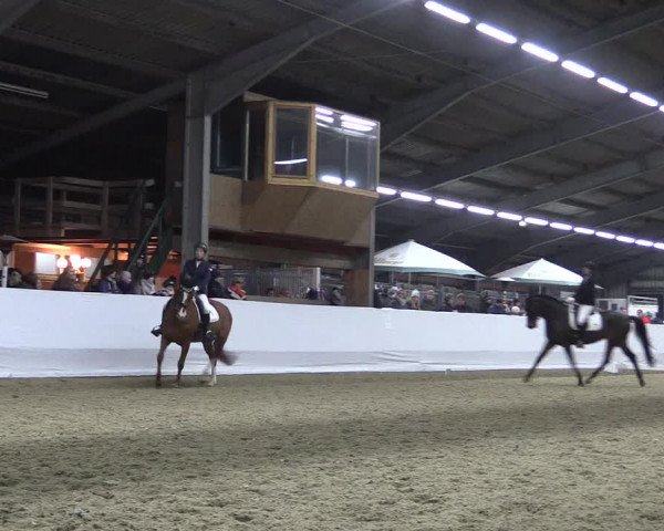 Reitturnier Greven 2018