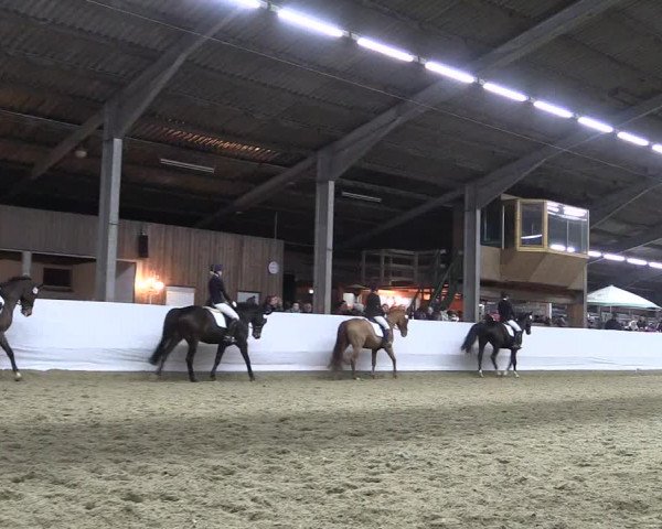 Reitturnier Greven 2018